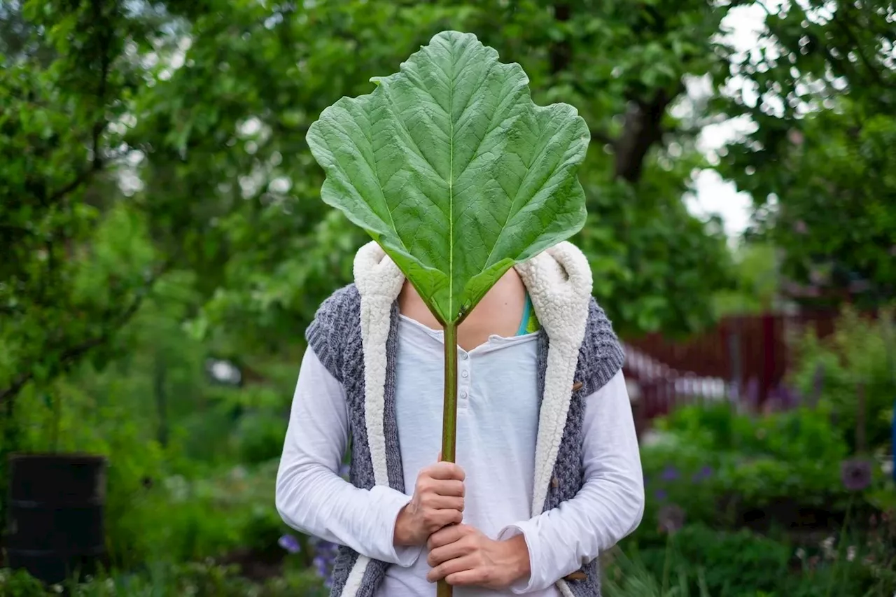 Jardin : la rhubarbe nous en fait voir de toutes les couleurs