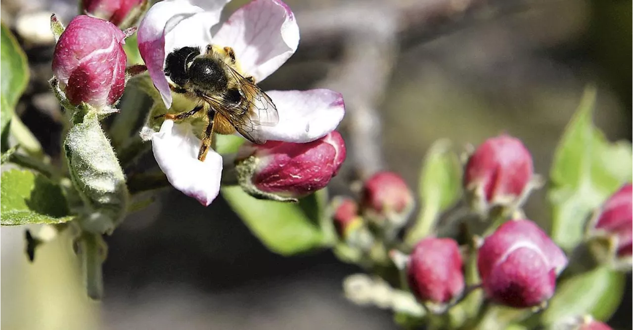 COP16 sur la biodiversité: la Belgique va arriver « les mains vides », selon le WWF