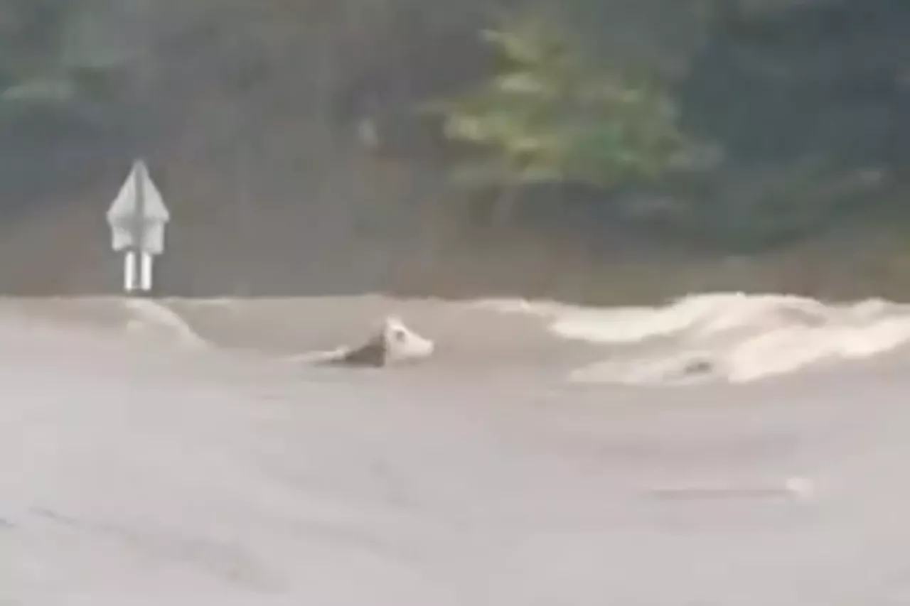 Panga, vache symbole des inondations en Haute-Loire et en France, retrouvée morte vers Tence (43)