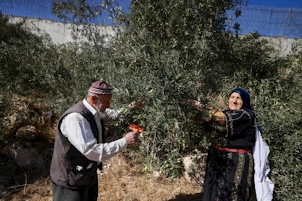 ‘Most dangerous season ever’: Olive harvest in Palestine crippled by conflict, attacks by illegal Israel settlers