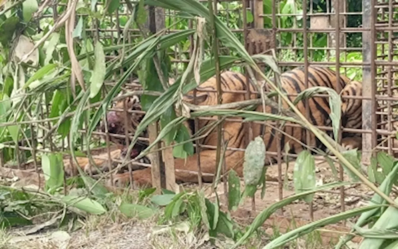 Perhilitan still probing if trapped tiger linked to deaths in Gerik and Jeli