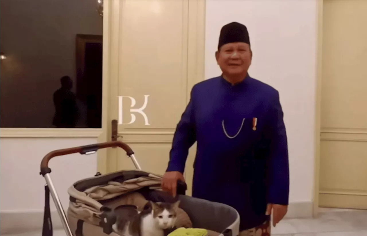 Bobby, Kucing yang akan Temani Presiden Prabowo di Istana