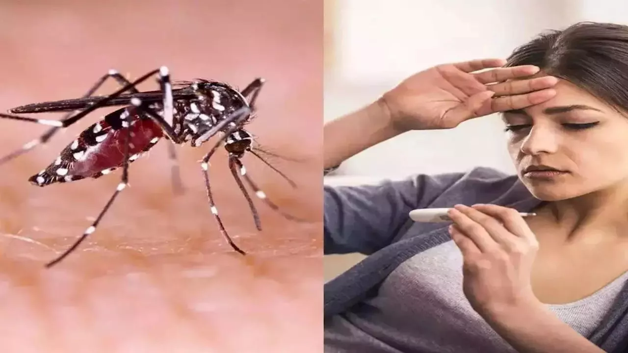 Dengue News: खतरनाक साबित हो सकता सेल्फ मेडिकेशन, डेंगू के बढ़ते संक्रमण के बीच डॉक्टर की सलाह