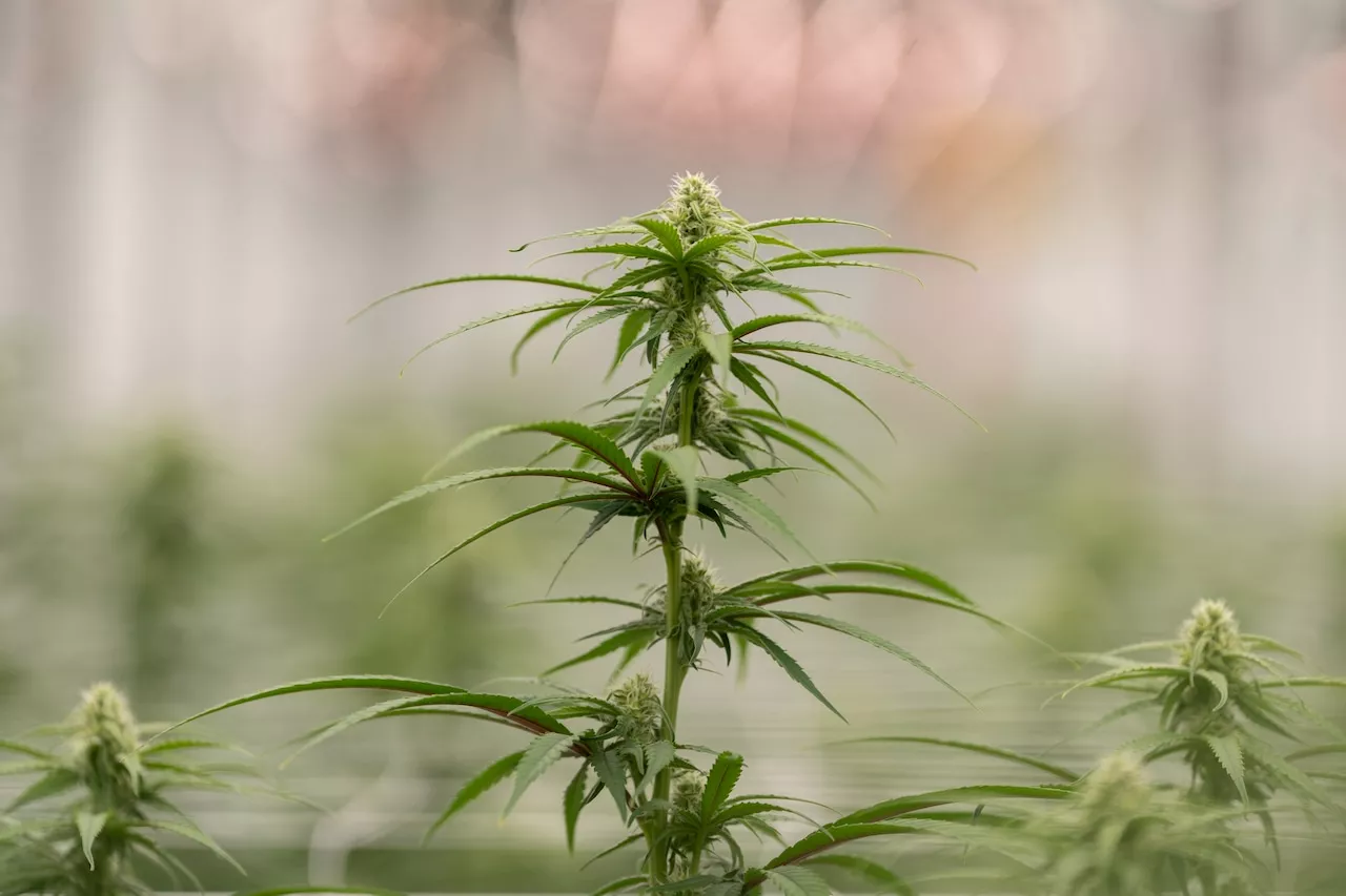 More people are using cannabis to manage pain. But doctors aren’t as convinced — yet.