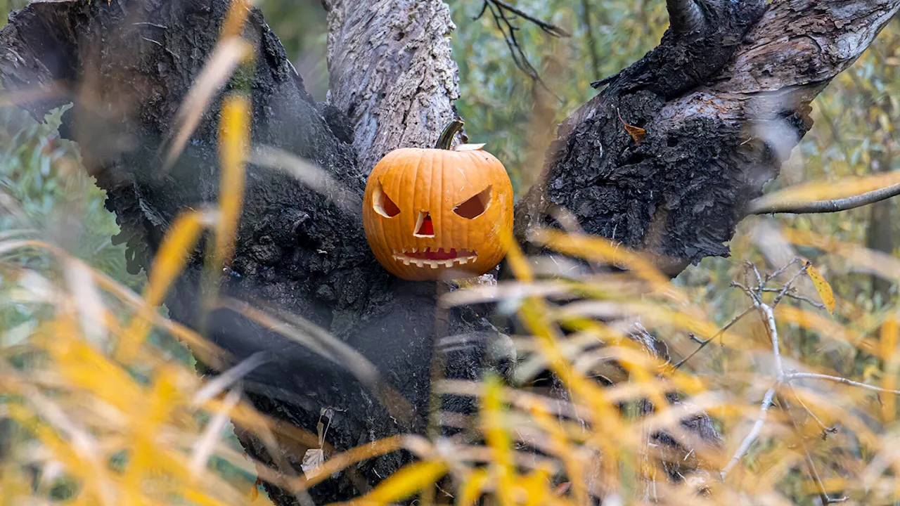 „Halloween mal anders“: Gruseliges Familienerlebnis in Orth