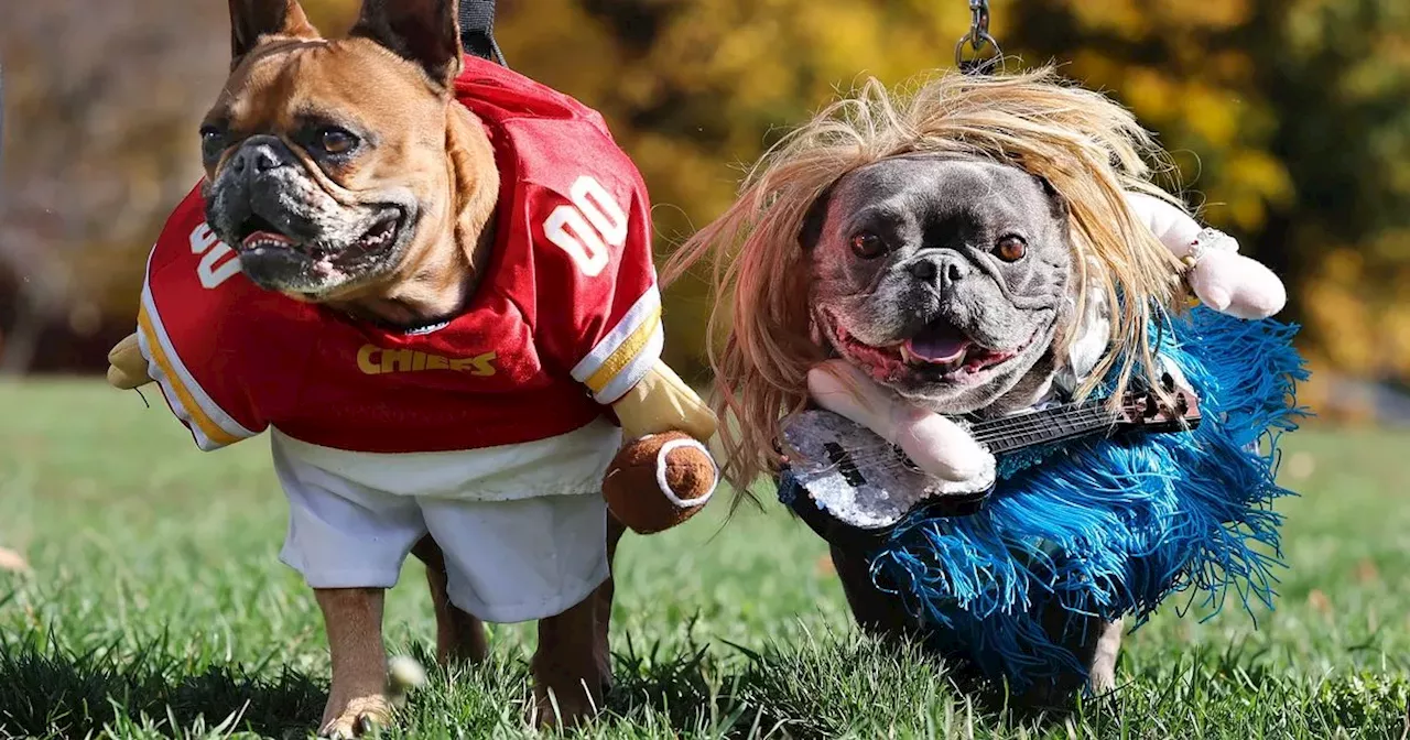 PDSA Warns Against Dressing Up Pets for Halloween