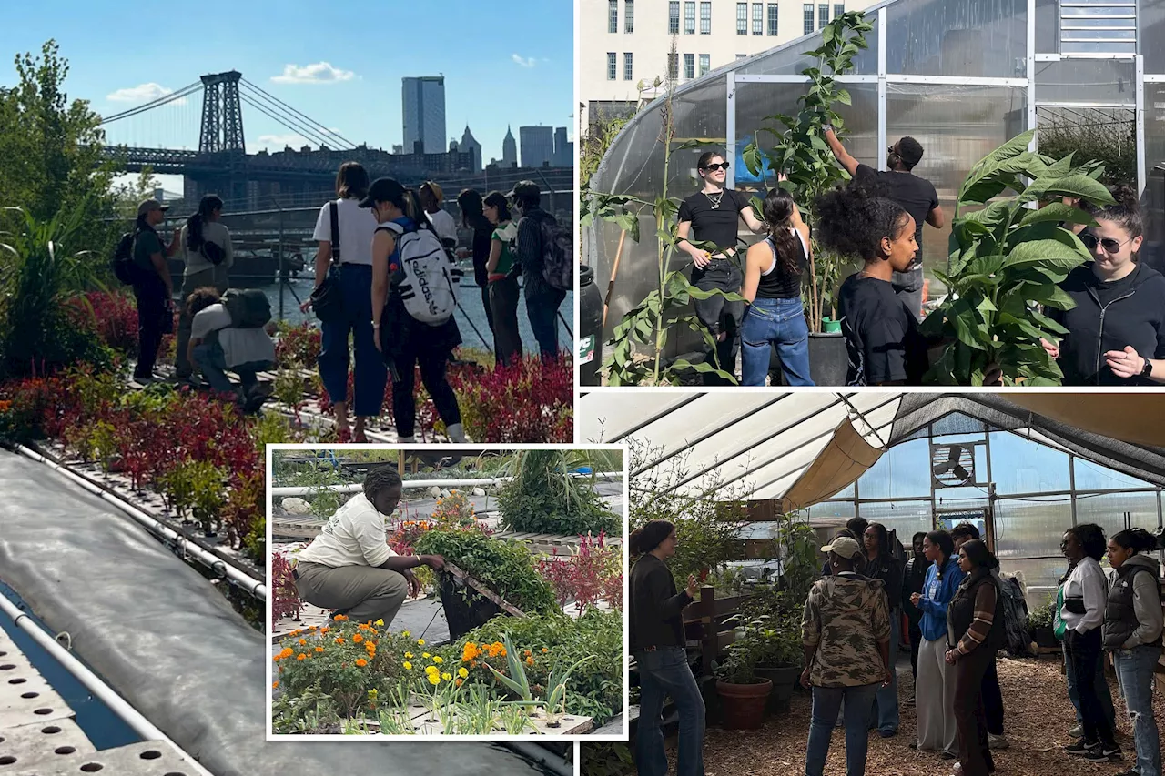 Hippie urban farmers to get evicted from NYC plot before they can harvest crops -- as new luxury development breaking ground