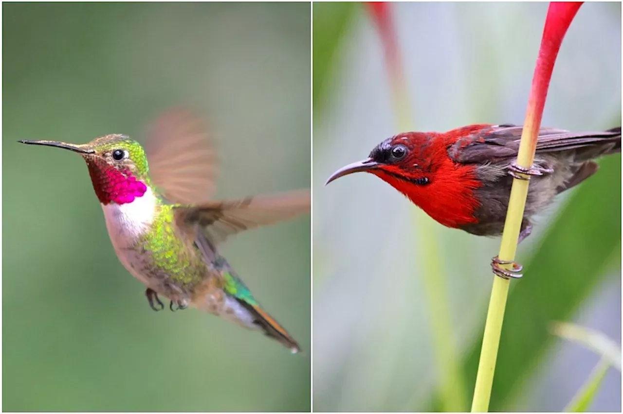 S’pore Submits 20 Targets On Nature Conservation To UN Ahead Of COP16 ...