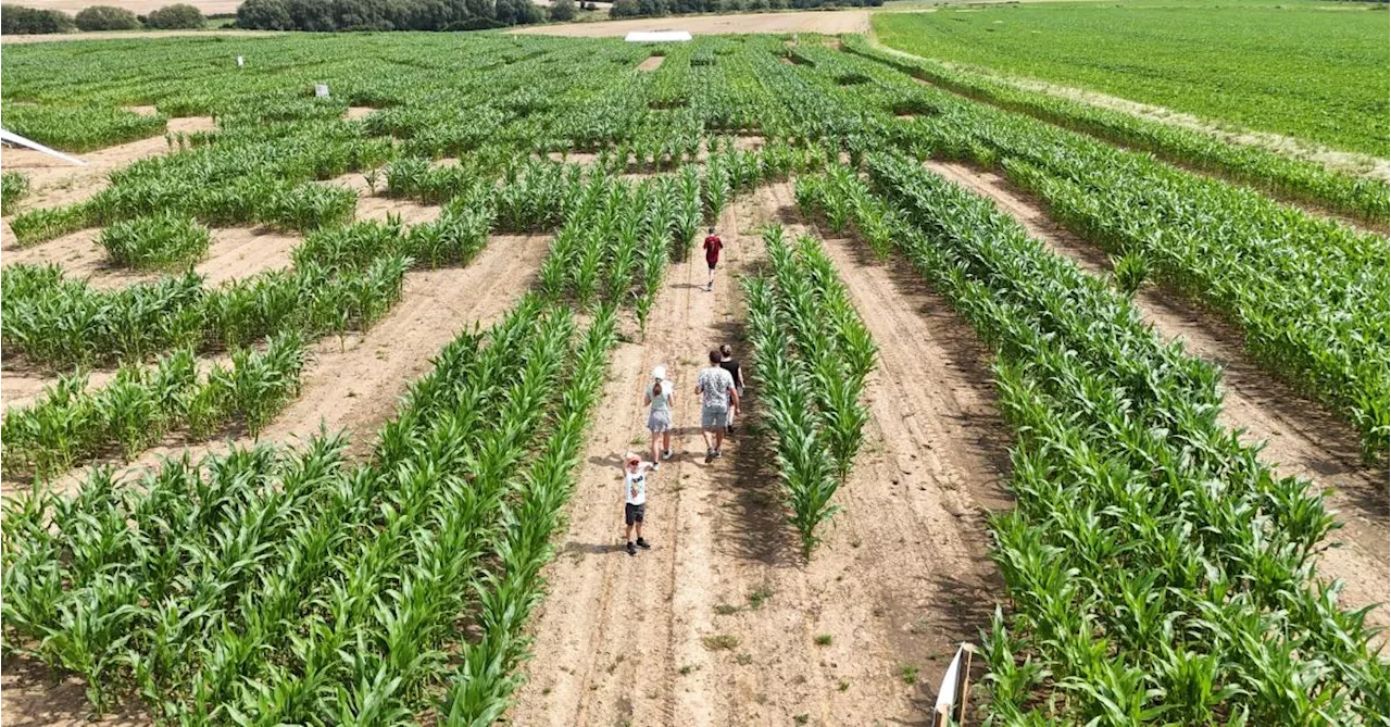 Le labyrinthe géant de Tarcienne fermera ses portes dans quelques jours : « Nous terminerons par un ensilage à
