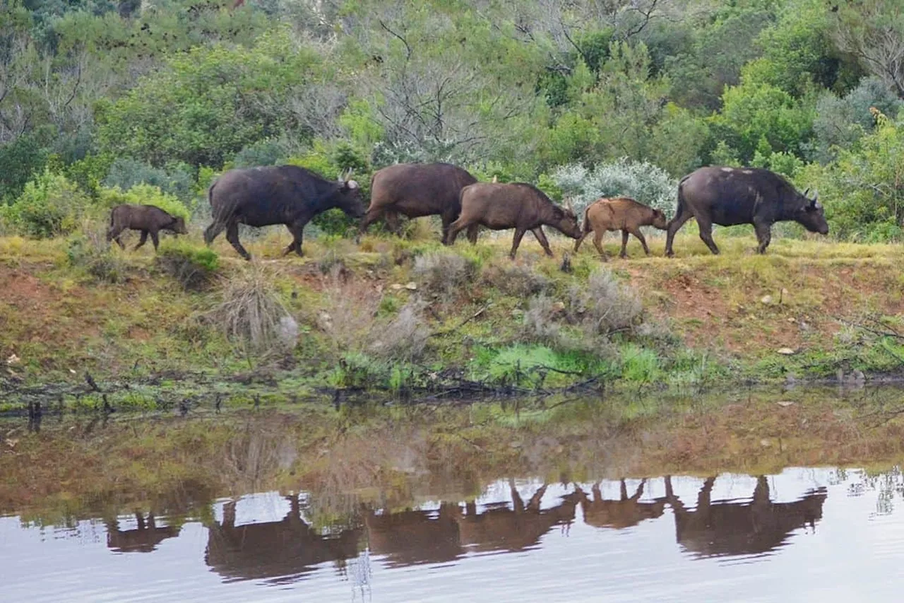 The killing fields of Mossel Bay: Reserve offers more than game-drives