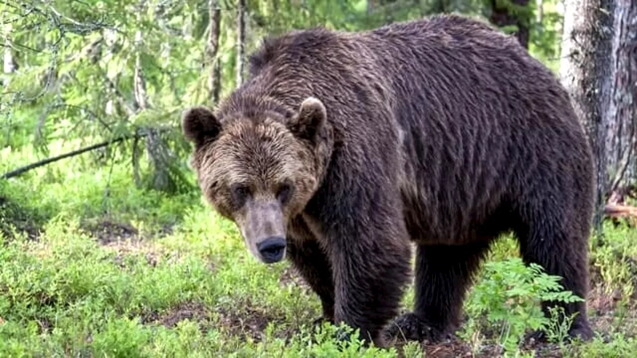 Uomo aggredito alle spalle da un orso, i dubbi degli ambientalisti: "Versione che non torna"