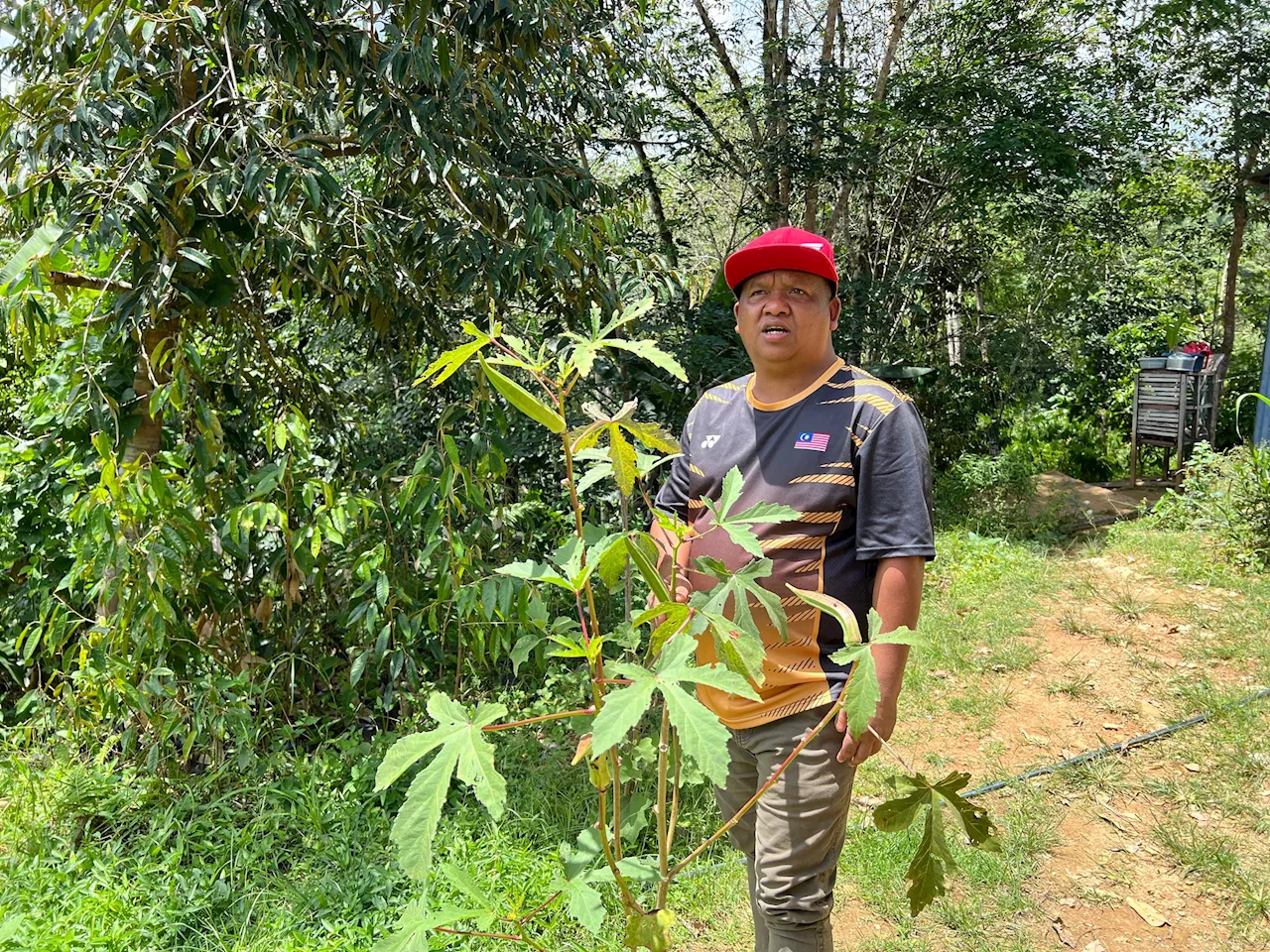 1,000 masyarakat Orang Asli resah tanaman ‘dilanyak’ gajah