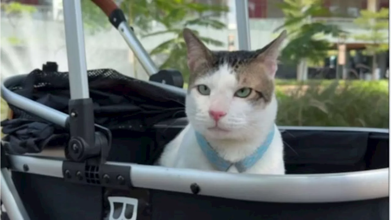 Bobby Kertanegara Naik Takhta! Kucing Prabowo Kini Resmi Menghuni Istana dengan Cat Stroller