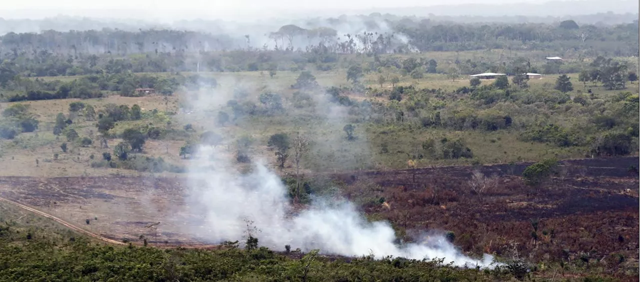 Los ecosistemas de América Latina, en peligro por la destrucción del hábitat