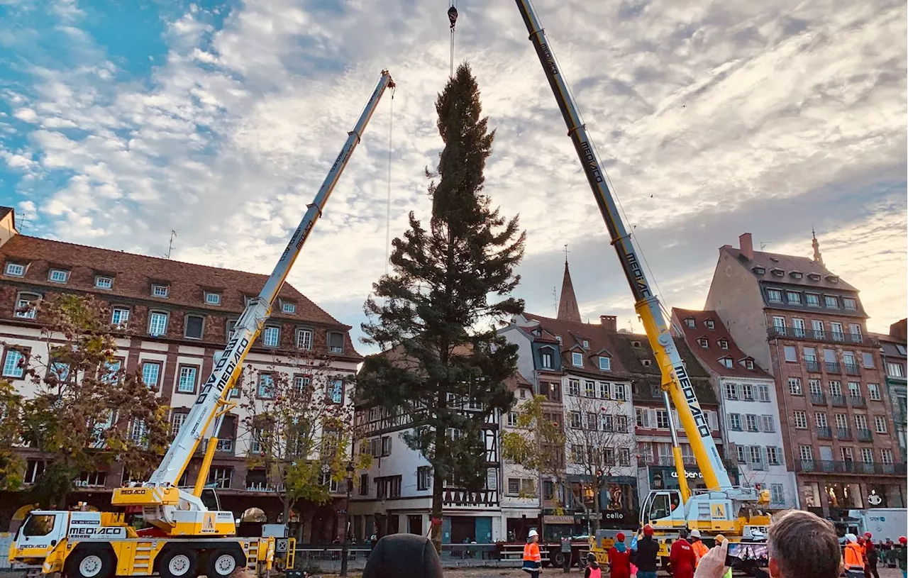 Strasbourg : Le grand sapin de Noël est arrivé mais quel est le thème de sa décoration ?