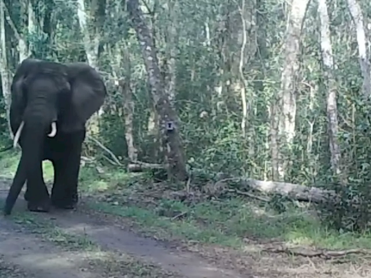 They’re Trying To Decide What To Do With Knysna’s Last Remaining Elephant, Strangefoot