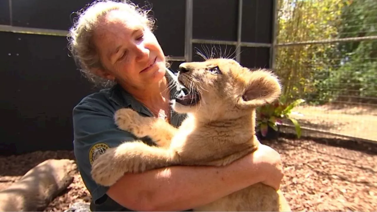 Darling Downs Zoo introduces 10-week-old lion cub Caesar after mother’s surprise pregnancy