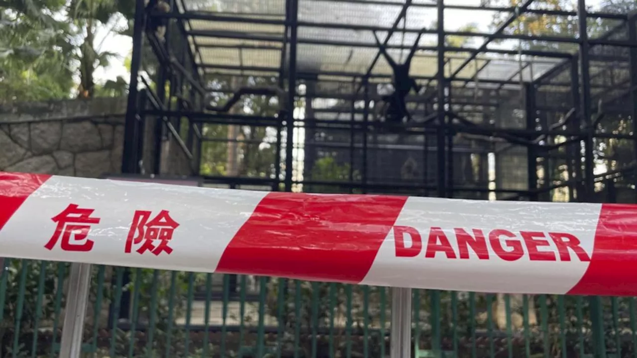 Soil infection blamed for deaths of monkeys at Hong Kong zoo