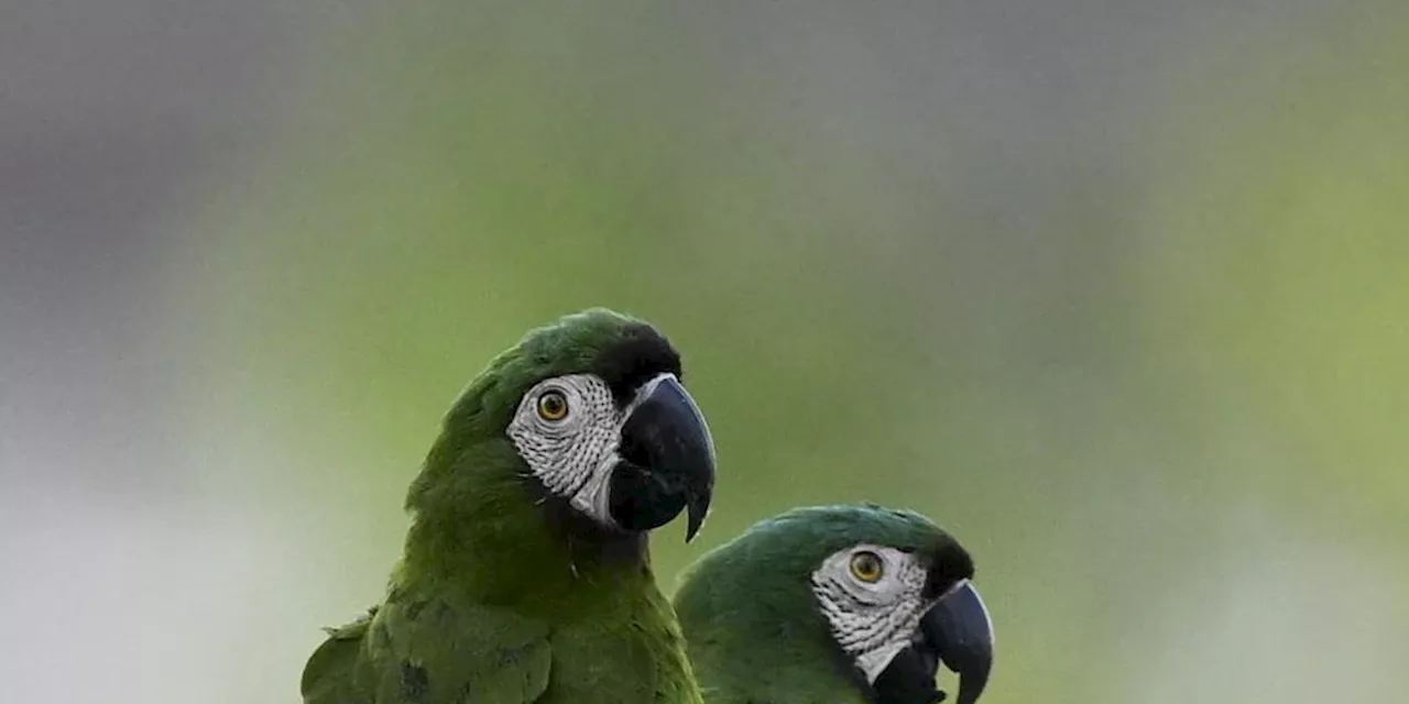 La COP16 busca acelerar los esfuerzos por proteger la biodiversidad