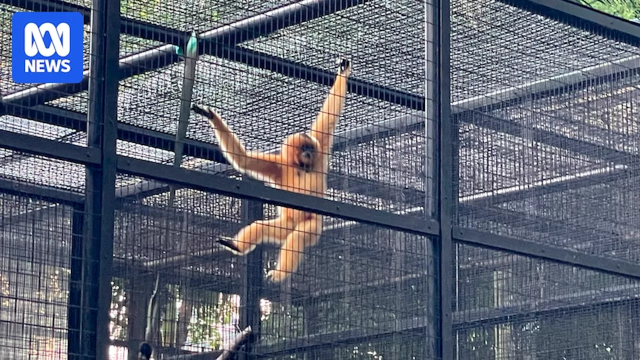 Soil infection kills at least nine monkeys at a Hong Kong zoo, bringing death toll to 11 in a week