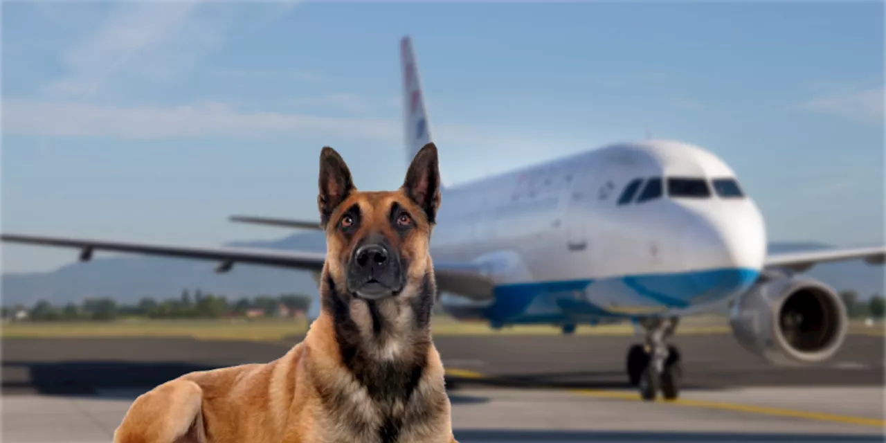 Schäferhund groundet Airbus A319 - aeroTELEGRAPH