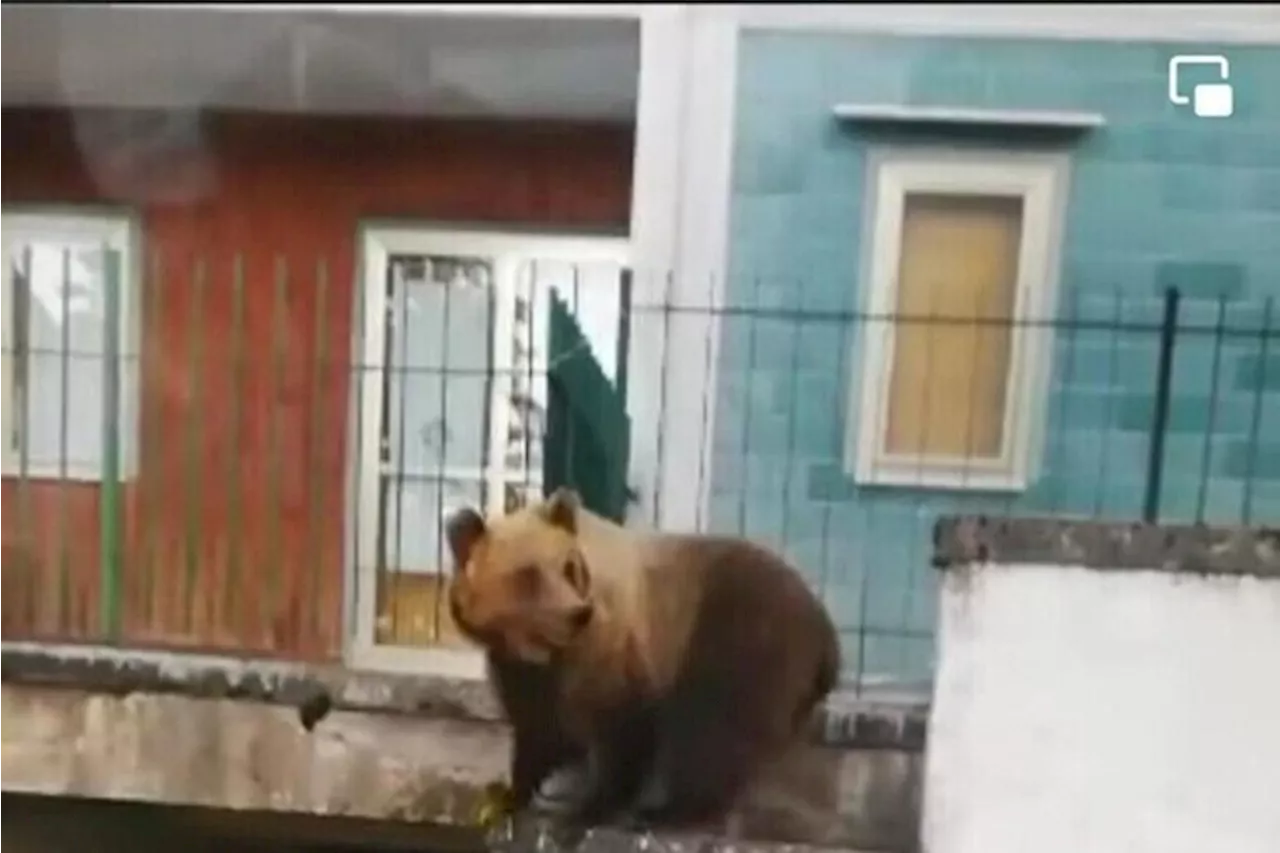 Inseguì e filmò l'orsa Bambina a Roccaraso, va a processo