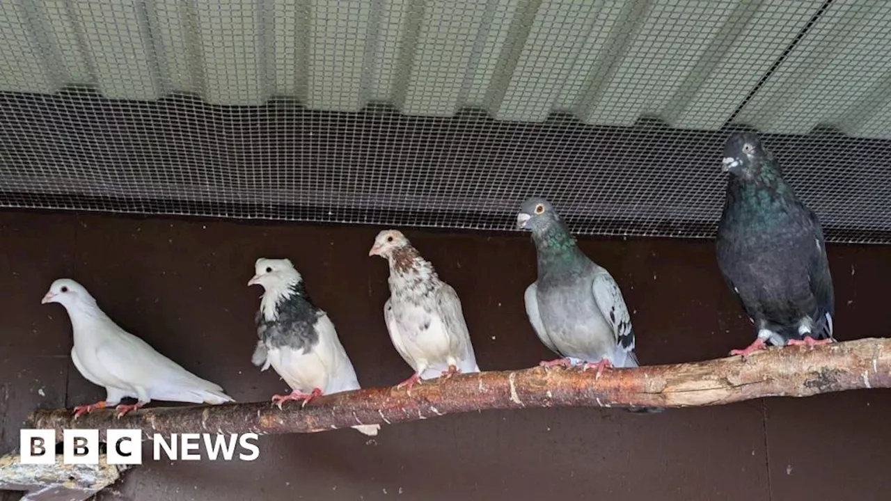 Nantwich: The homing pigeons that forget where they live