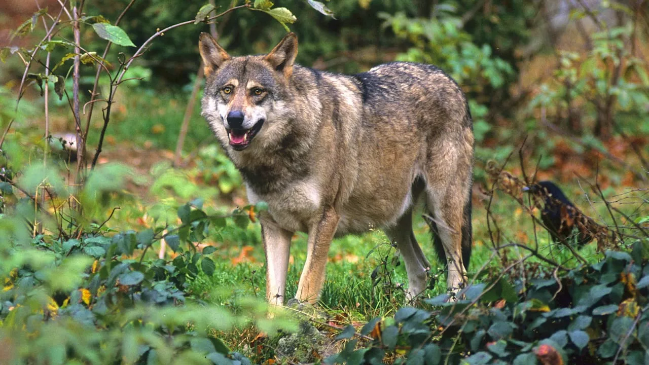 Niedersachsen: Illegaler Abschuss – toter Wolf in Maisfeld entdeckt