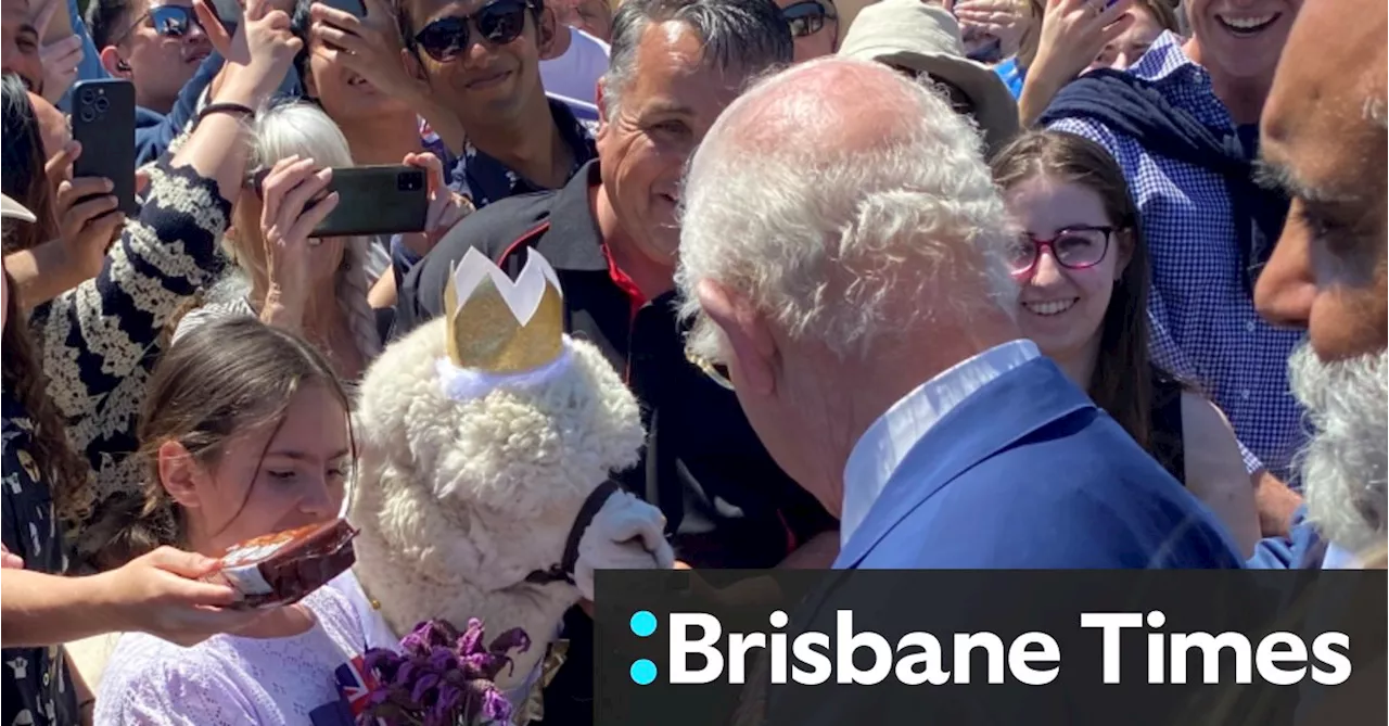 Hephner the Alpaca sneezes and sprays the King