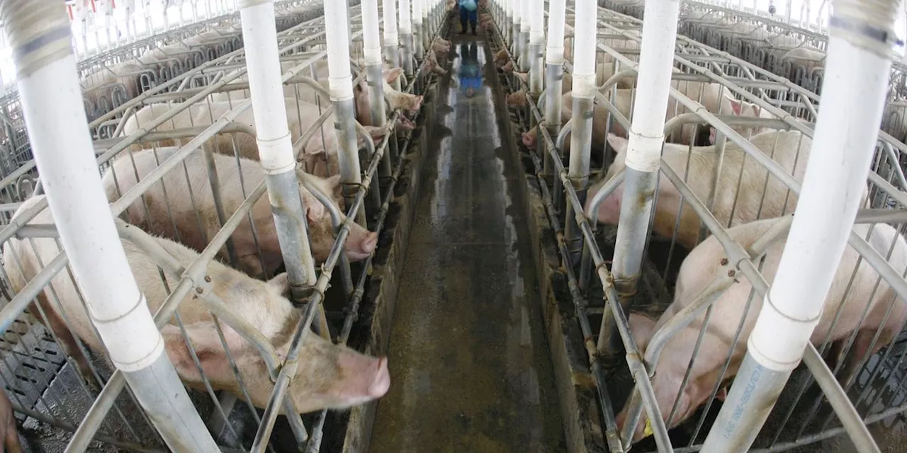 World Bank Leads Development Giants in Investing $2.27 Billion in Factory Farms