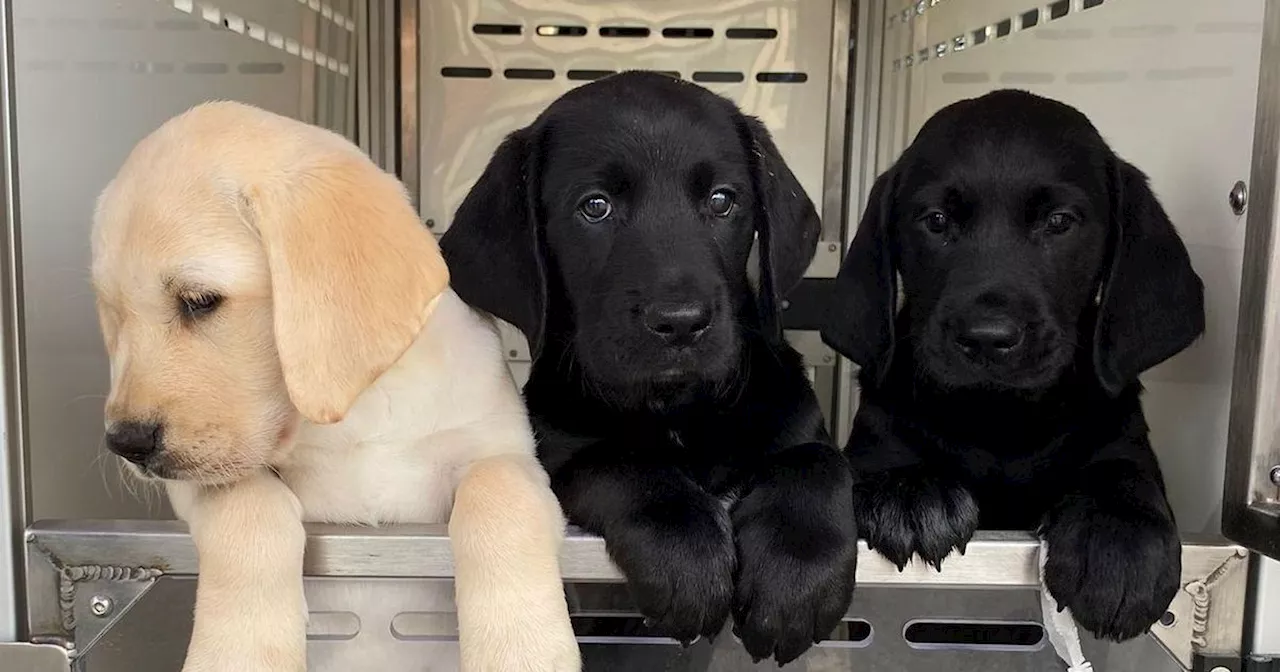 Guide Dogs puppy arrives in Lanarkshire for training