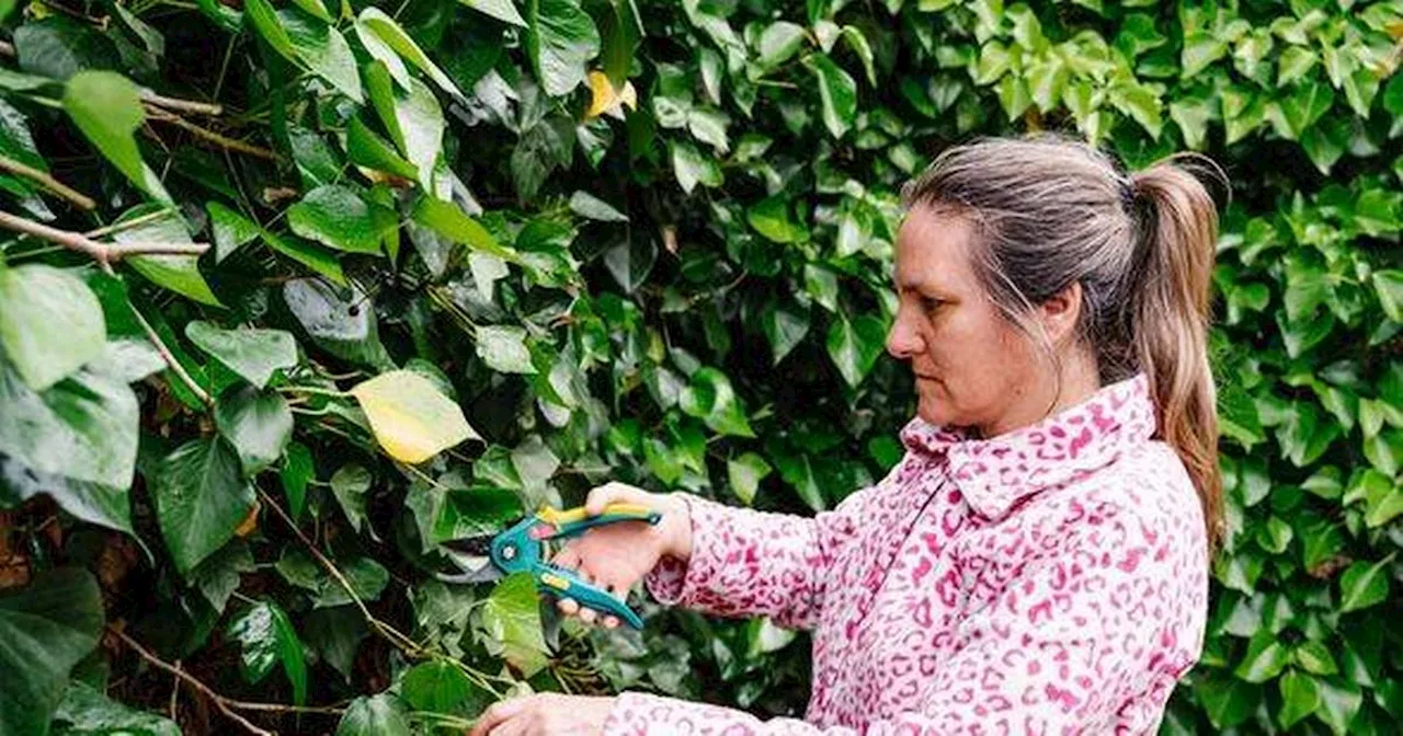 Ivy plants will 'die for good' in days with 69p household item