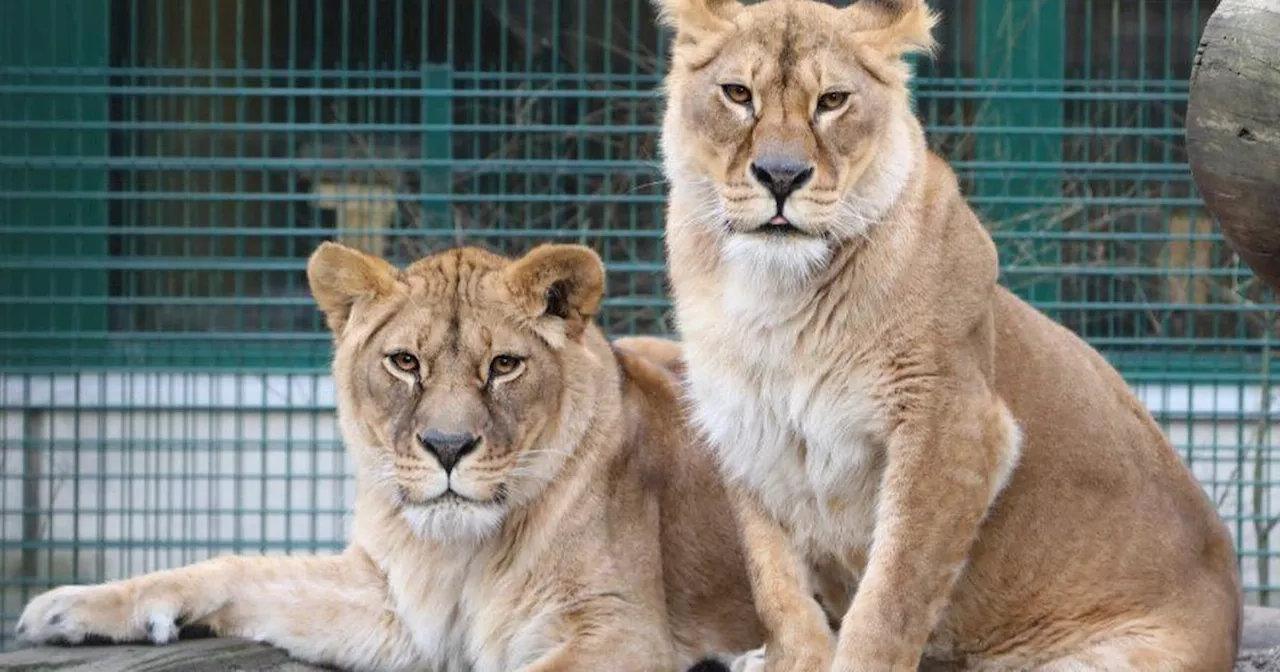 West Lothian zoo will welcome two lionesses rescued from Ukraine