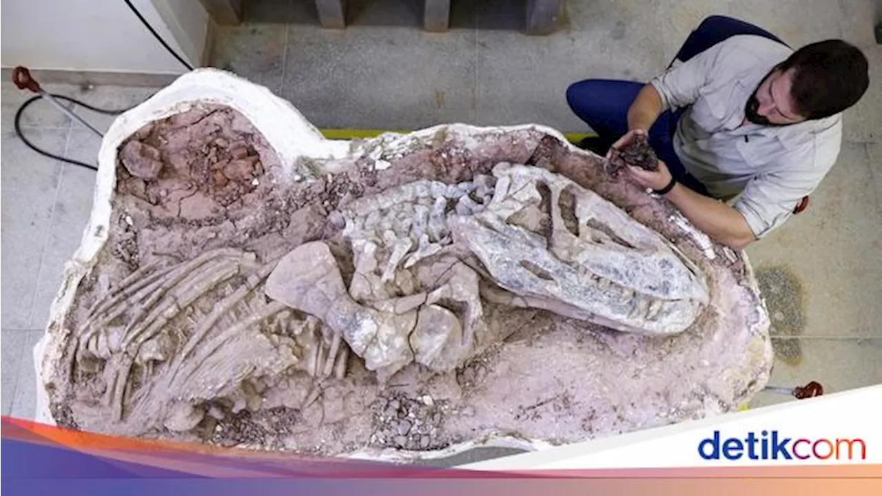 Penampakan Fosil Dinosaurus Berusia 237 Juta Tahun di Brasil