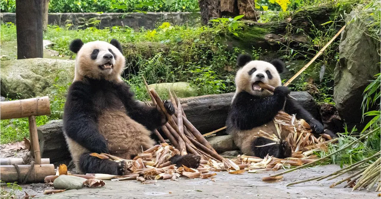 2025 ziehen wieder Pandas im Tiergarten Schönbrunn in Wien ein