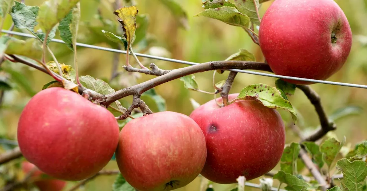 Kann man zu viel Obst essen?