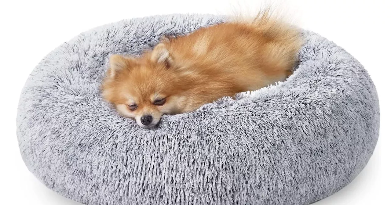 Pet owners rave about Amazon's 'excellent' dog bed pets love