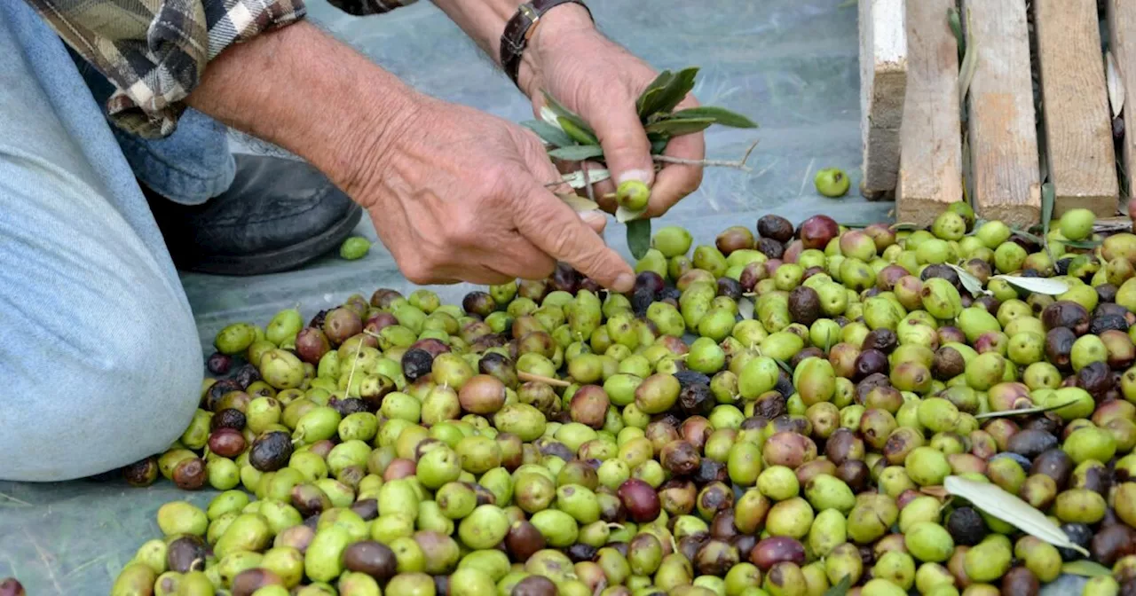 Olio, una mini-Italia è messa all’angolo dal gigante Spagna