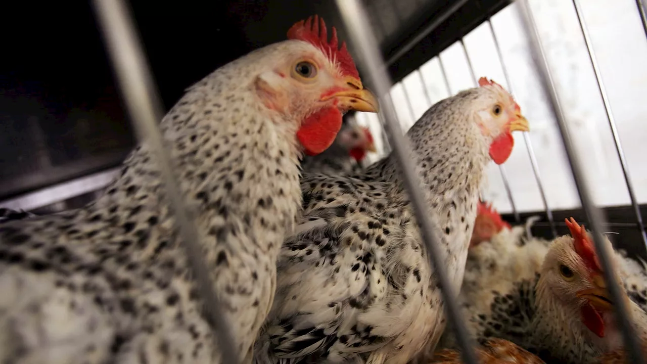 4 farm workers test presumptively positive in WA's first human bird flu infections