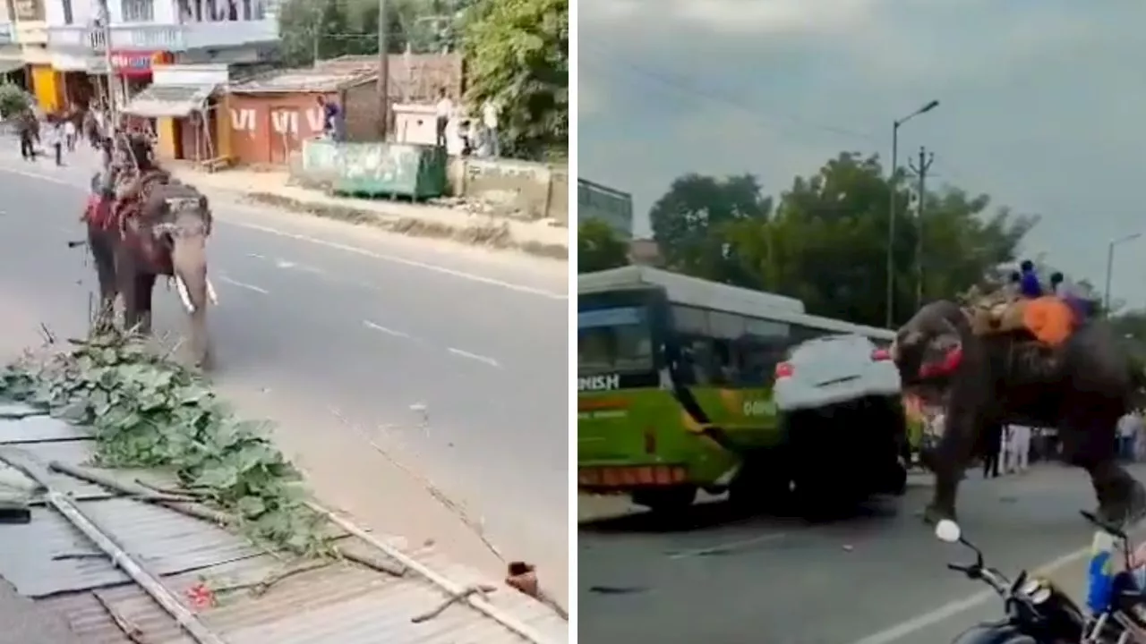 VIDEO: Elefante furioso ataca un auto y lo aplasta como si fuera un juguete en India