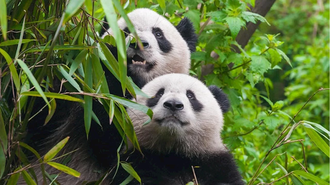  Schönbrunn-Sensation – Wien bekommt neue Pandas