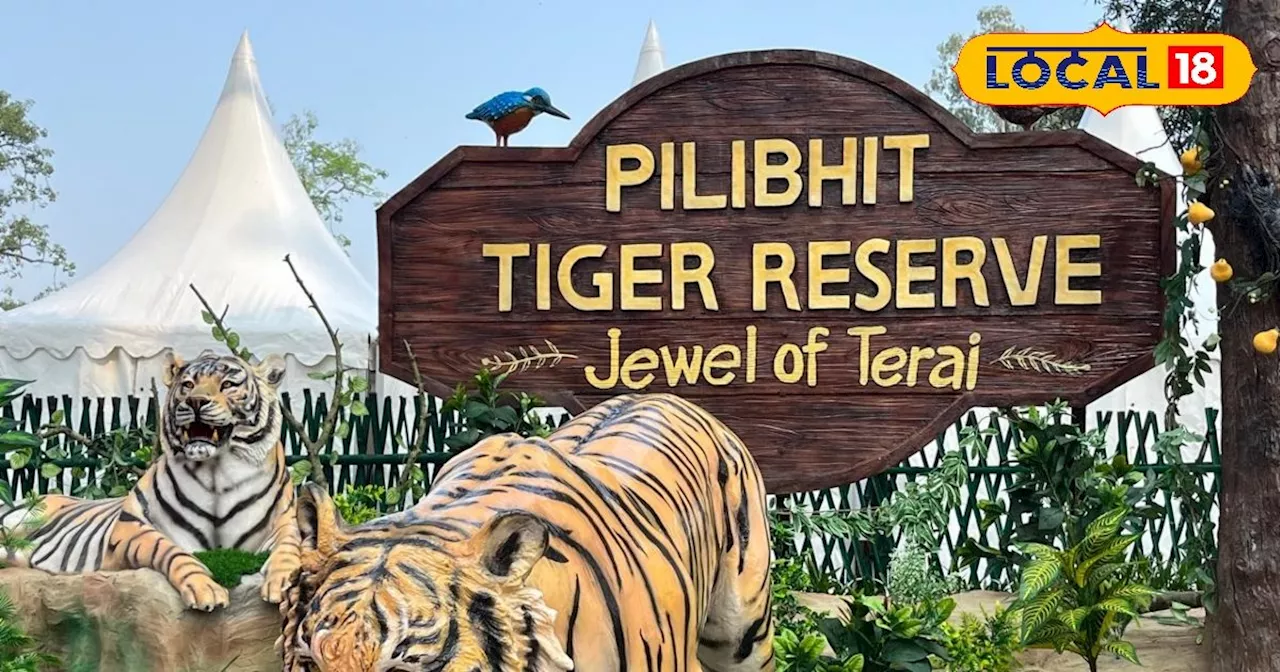 Pilibhit Tiger Reserve : पीलीभीत टाइगर रिजर्व में इस दिन शुरू हो रही बाघों की गणना, लगाए जाएंगे 402 ट्रैप क...