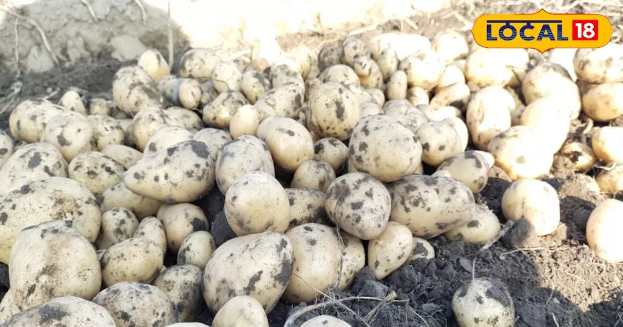 Potato Farming: अक्टूबर महीने में करें आलू की बुवाई, कम लागत-मेहनत में होगी बंपर कमाई