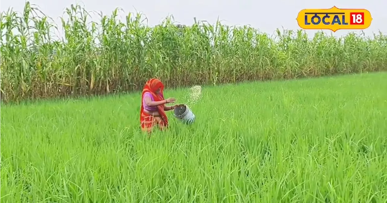 UP: घर और किसानी दोनों में अव्वल है यह महिला किसान, खेतों में लहराई डबल कमाई वाली फसल