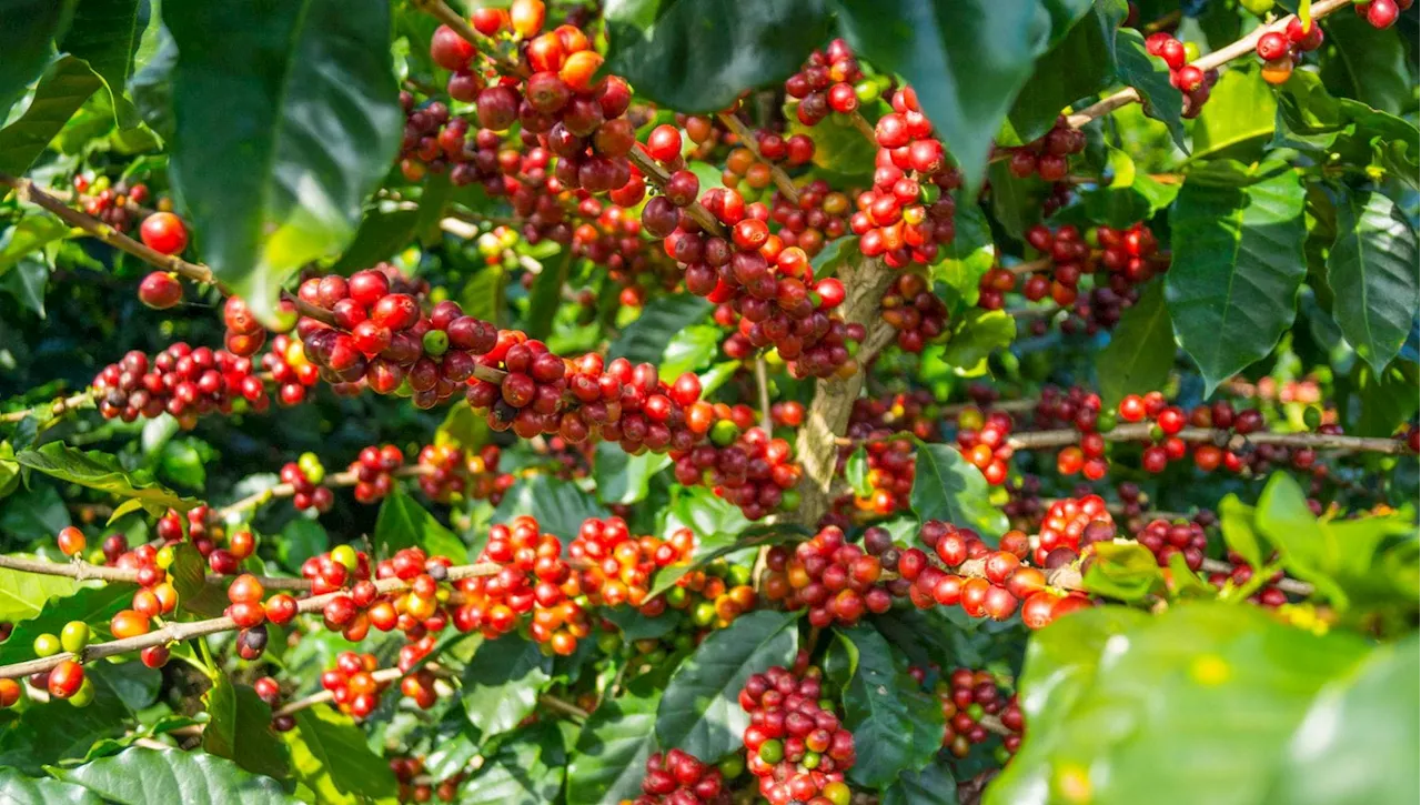 Pianta del caffè: i consigli per coltivarla in vaso o in giardino