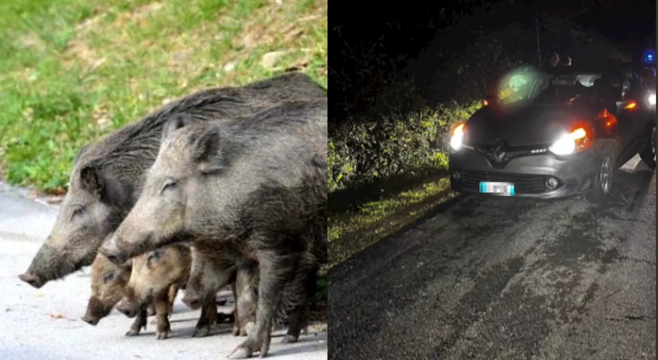 Cinghiali sulle strada, incidenti e paura a Ceccano e San Giovanni Incarico