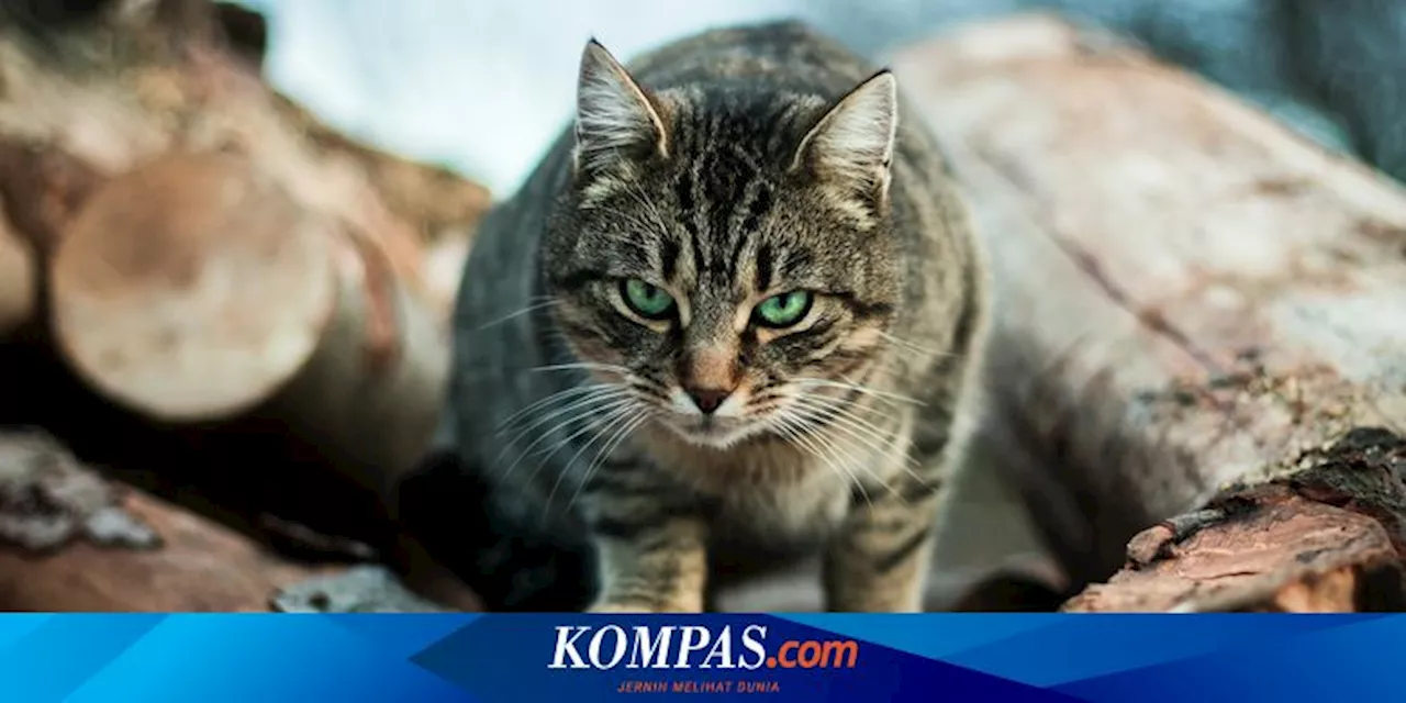 Cara Mengadopsi Kucing Liar Menjadi Peliharaan seperti Bobby Kertanegara