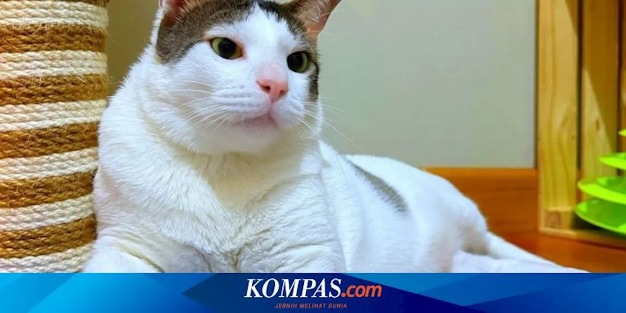 Cara Naikkan Berat Badan Kucing Liar seperti Bobby Kucing Prabowo