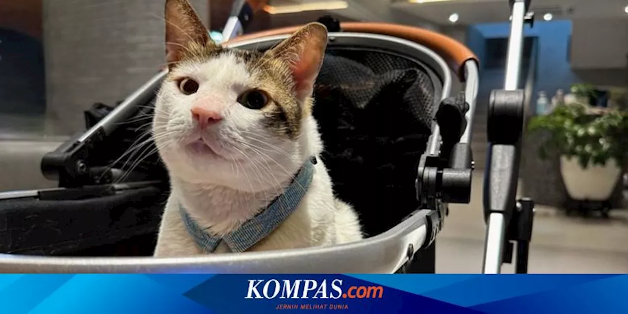 Selain Bobby Kertanegara, Ini 4 Kucing Peliharaan Presiden Dunia yang Pernah Tinggal di Istana