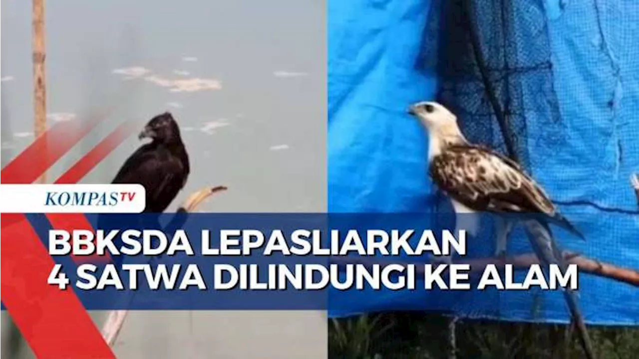 BBKSDA Riau Melepasliarkan 4 Ekor Satwa Dilindungi ke Habitatnya!